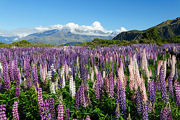 Field of lupins along Beacon Point Road, Wanaka, Otago, South Island, New Zealand, Pacific