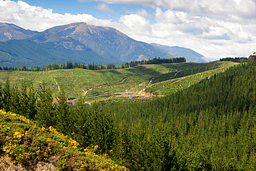 Pine plantation for logging industry, near Nelson, South Island, New Zealand, Pacific