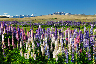 Field of lupins with Southern Alps behind, near Lake Tekapo, Canterbury region, South Island, New Zealand, Pacific