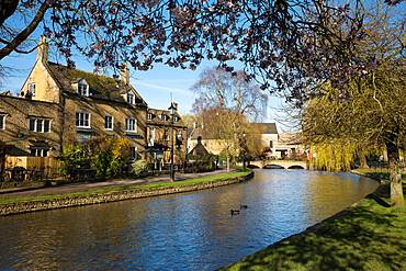 Cotswold stone cottages along the River Windrush, Bourton-on-the-Water, Cotswolds, Gloucestershire, England, United Kingdom, Europe