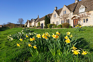 Cotswold cottages with Spring Daffodils, Little Barrington, Cotswolds, Gloucestershire, England, United Kingdom, Europe