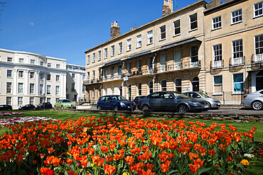 Priory Parade, Regency style houses with spring tulips, Cheltenham, Gloucestershire, England, United Kingdom, Europe