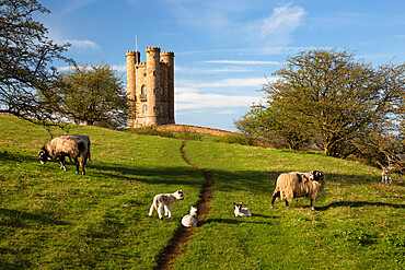 Sheep and lambs below Broadway Tower, Broadway, Cotswolds, Worcestershire, England, United Kingdom, Europe