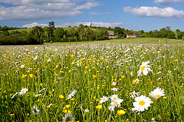 Summer meadow with daisies and buttercups, Syreford, Cotswolds, Gloucestershire, England, United Kingdom, Europe