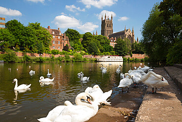 Swans beside the River Severn and Worcester Cathedral, Worcester, Worcestershire, England, United Kingdom, Europe