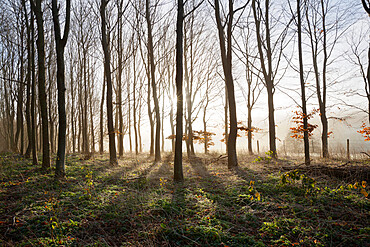 Misty wood in winter, Stow-on-the-Wold, Gloucestershire, Cotswolds, England, United Kingdom, Europe