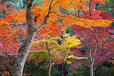 Maple trees in autumn, Momijidani Park (Japanese Maple Park), Miyajima Island, Western Honshu, Japan, Asia