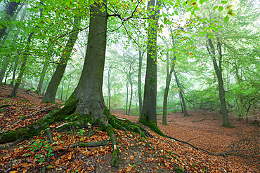 Autumnal woodland in mist, near Winchcombe, Cotswolds, Gloucestershire, England, United Kingdom, Europe