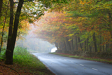 Road running through foggy autumnal woodland, near Stow-on-the-Wold, Cotswolds, Gloucestershire, England, United Kingdom, Europe