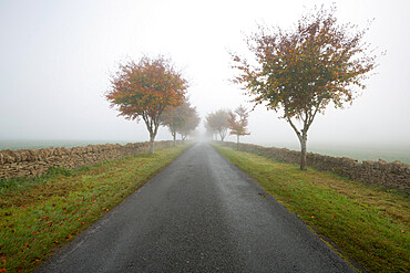 Empty tree lined road in fog, Yanworth, Gloucestershire, England, United Kingdom, Europe