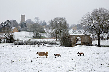 St. James' church and sheep with lambs in snow, Chipping Campden, Cotswolds, Gloucestershire, England, United Kingdom, Europe