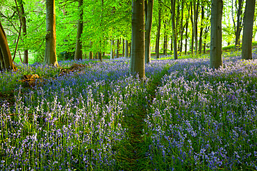 Path through bluebell wood, Chipping Campden, Cotswolds, Gloucestershire, England, United Kingdom, Europe