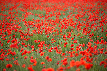 Field of red poppies, Chipping Campden, Cotswolds, Gloucestershire, England, United Kingdom, Europe