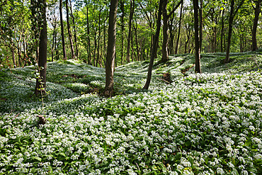 Wild garlic in deciduous woodland, near Chipping Campden, Cotswolds, Gloucestershire, England, United Kingdom, Europe