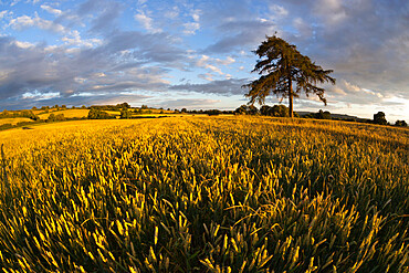 Wheat field and pine tree at sunset, near Chipping Campden, Cotswolds, Gloucestershire, England, United Kingdom, Europe