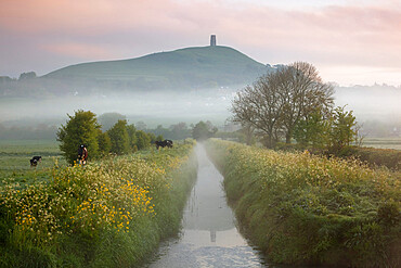 Dawn mist below Glastonbury Tor, Glastonbury, Somerset, England, United Kingdom, Europe