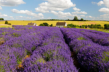 Cotswold Lavender, Snowshill, Cotswolds, Gloucestershire, England, United Kingdom, Europe