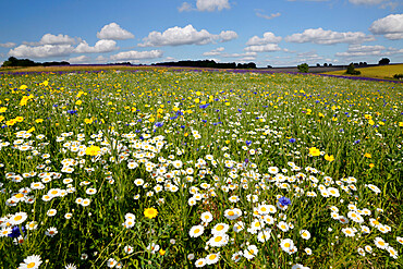 Wild flowers growing on grassland, Snowshill, Cotswolds, Gloucestershire, England, United Kingdom, Europe