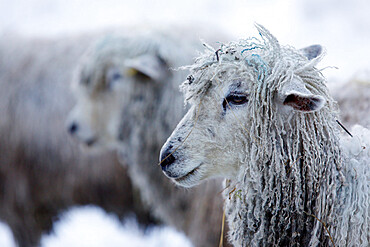 Cotswold Lion sheep in snow, Bourton-on-the-Hill, Cotswolds, Gloucestershire, England, United Kingdom, Europe