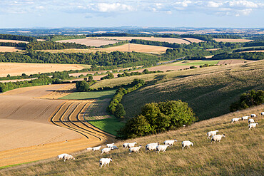 View over summer wheat fields and sheep from top of Beacon Hill, near Highclere, Hampshire, England, United Kingdom, Europe