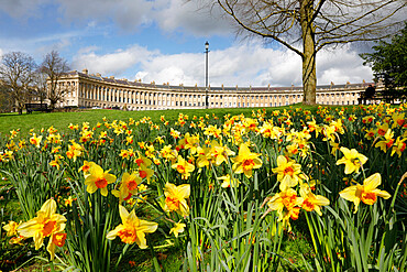 Spring daffodils in front of Georgian style terraced houses of Royal Crescent, Bath, UNESCO World Heritage Site, Somerset, England, United Kingdom, Europe