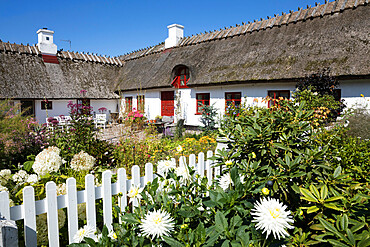 Traditional white thatched Danish cottage and garden with picket fence, Gilleleje, Kattegat Coast, Zealand, Denmark, Scandinavia, Europe