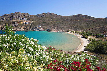 View over Psili Ammos beach with oleander on island's east coast, Serifos, Cyclades, Aegean Sea, Greek Islands, Greece, Europe