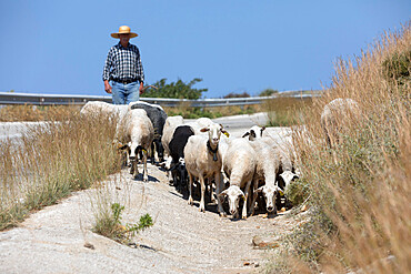 Shepherd with herd of goats along country road, Sifnos, Cyclades, Aegean Sea, Greek Islands, Greece, Europe