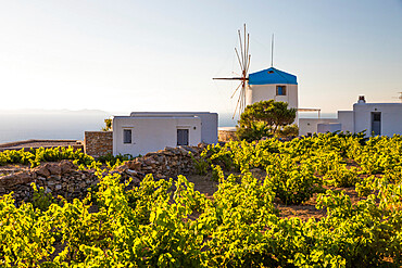 Traditional white windmill set amongst vineyards, Artemonas, Sifnos, Cyclades, Aegean Sea, Greek Islands, Greece, Europe