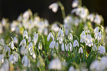 Snowdrops in winter woodland, The Cotswolds, Gloucestershire, England, United Kingdom, Europe