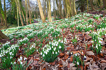 Snowdrops in woodland at the Rococo Garden, Painswick, The Cotswolds, Gloucestershire, England, United Kingdom, Europe