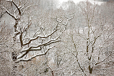 Snow covered tree branches, Burwash, East Sussex, England, United Kingdom, Europe