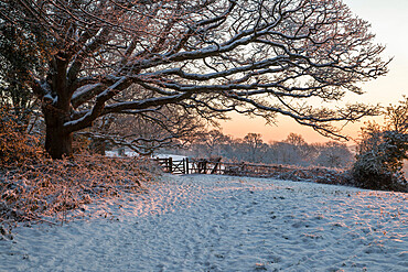 Snow covered High Weald landscape at sunrise, Burwash, East Sussex, England, United Kingdom, Europe