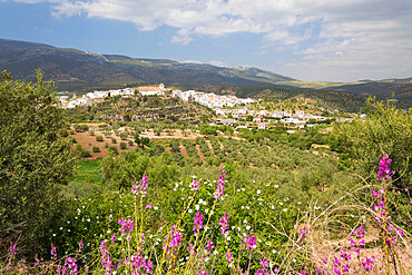 View in spring over the white Andalucian village of El Burgo, Malaga Province, Andalucia, Spain, Europe