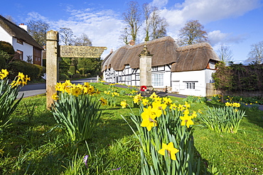 Spring Daffodils on the village green with white thatched cottages behind, Wherwell, Hampshire, England, United Kingdom, Europe