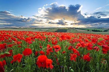 Mass of red poppies growing in field in Lambourn Valley at sunset, East Garston, West Berkshire, England, United Kingdom, Europe