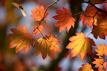 Backlit maple tree leaves in autumnal shades, England, United Kingdom, Europe