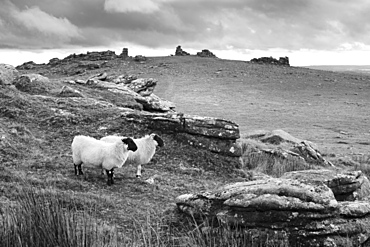 Two white sheep below Staple Tor near Merrivale, Dartmoor National Park, Devon, England, United Kingdom, Europe