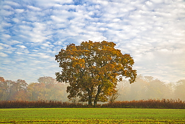 Autum leaves on oak tree in morning mist, Highclere, Hampshire, England, United Kingdom, Europe