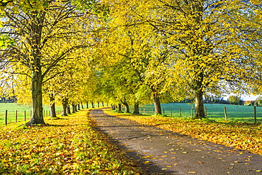 Avenue of autumn beech trees with colourful yellow leaves, Newbury, Berkshire, England, United Kingdom, Europe