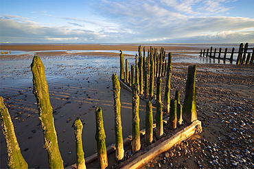 Rotting upright wooden posts of old sea defences on Winchelsea beach, Winchelsea, East Sussex, England, United Kingdom, Europe