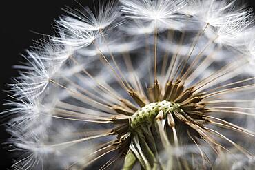 Close up of Dandelion seedhead, United Kingdom, Europe