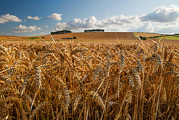 Golden wheatfield below Hackpen Hill, near Wantage, Oxfordshire, England, United Kingdom, Europe