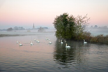 St. Lawrence Church and swans on River Thames in winter mist at dawn, Lechlade-on-Thames, Cotswolds, Gloucestershire, England, United Kingdom, Europe