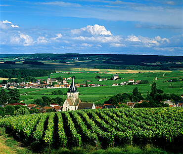 Champagne vineyards, Ville-Dommange, near Reims, Champagne, France, Europe