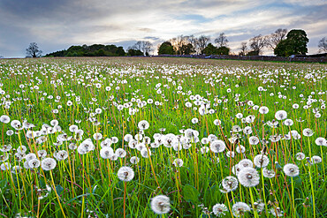 Field of dandelion seedheads near Stow on the Wold, Gloucestershire, Cotswolds, England, United Kingdom, Europe