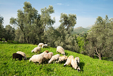 Sheep in olive grove, Patsos, Rethimnon (Rethymno) region, Crete, Greek Islands, Greece, Europe