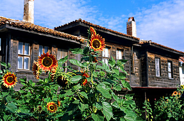 Sunflowers outside typical wooden houses, Nesebur (Nessebar), Black Sea coast, Bulgaria, Europe