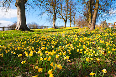 Avenue of daffodils, near Hungerford, Berkshire, England, United Kingdom, Europe