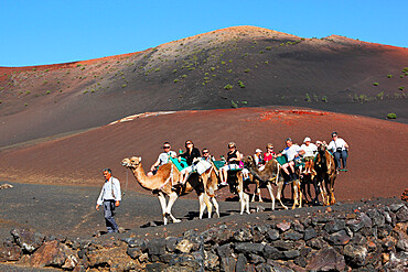 Dromedary ride on slopes of Timanfaya mountain, Timanfaya National Park, Lanzarote, Canary Islands, Spain, Europe